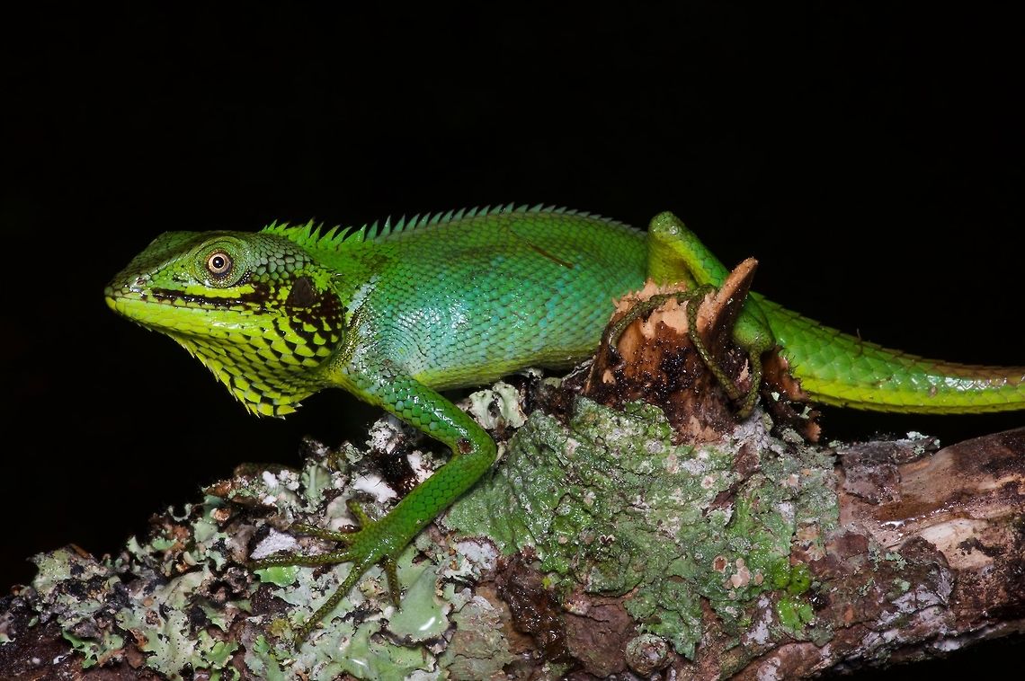 A Black-lipped Lizard that wishes it were somewhere else These guys look much like the common Green Garden Lizard (Calotes calotes), but for the splashes of black paint poorly applied to the general head area. Also they are only found at a few spots in the highlands. Black-lipped lizard,Calotes nigrilabris,Geotagged,Sri Lanka,Summer