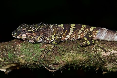 A Morningside Lizard with half-shed skin In another day or two this lizard would be at maximum brightness, but at this moment it still had some patches of unshed skin, including most of its tail. These lizards are known from only a single patch of forest. Calotes desilvai,Geotagged,Sri Lanka,Summer