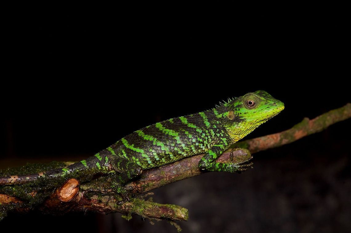 A Pethiyagoda's Crestless Lizard clearly showing its crest OK, the crest is much smaller than in more well-known Calotes species like Calotes calotes and Calotes versicolor, but it does still clearly have a crest. Oh well. Calotes pethiyagodai,Geotagged,Sri Lanka,Summer