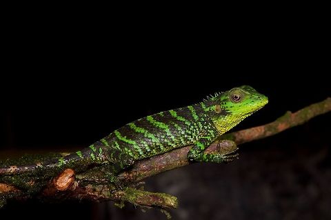 Pethiyagoda's Crestless Lizard