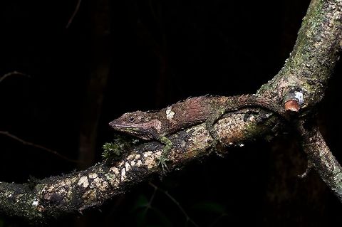 A Knuckles Pygmy Lizard trying to blend in These huge-scaled little guys are not easy to find, because they are very slow and hunker down rather than trying to run off when worried. Look at the crazy scales! Cophotis dumbara,Geotagged,Knuckles pygmy  lizard,Sri Lanka,Summer