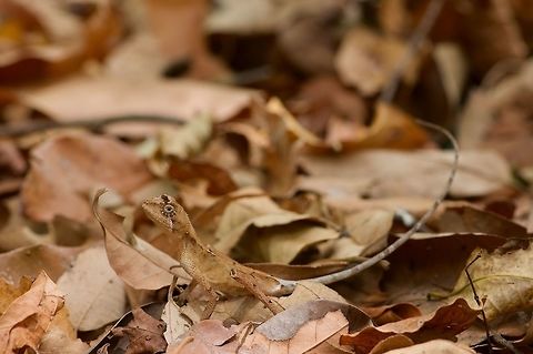 Black-spotted Kangaroo Lizard: Lizard? Or leaf? (Or kangaroo?) These lizards are fairly common in their range, but not easy to see during the day because they closely match the color of the leaf litter they hang out in, and tend not to move unless approached very closely. At night they climb into vegetation and are much easier to find. Black-spotted kangaroo lizard,Geotagged,Otocryptis nigristigma,Sri Lanka,Summer