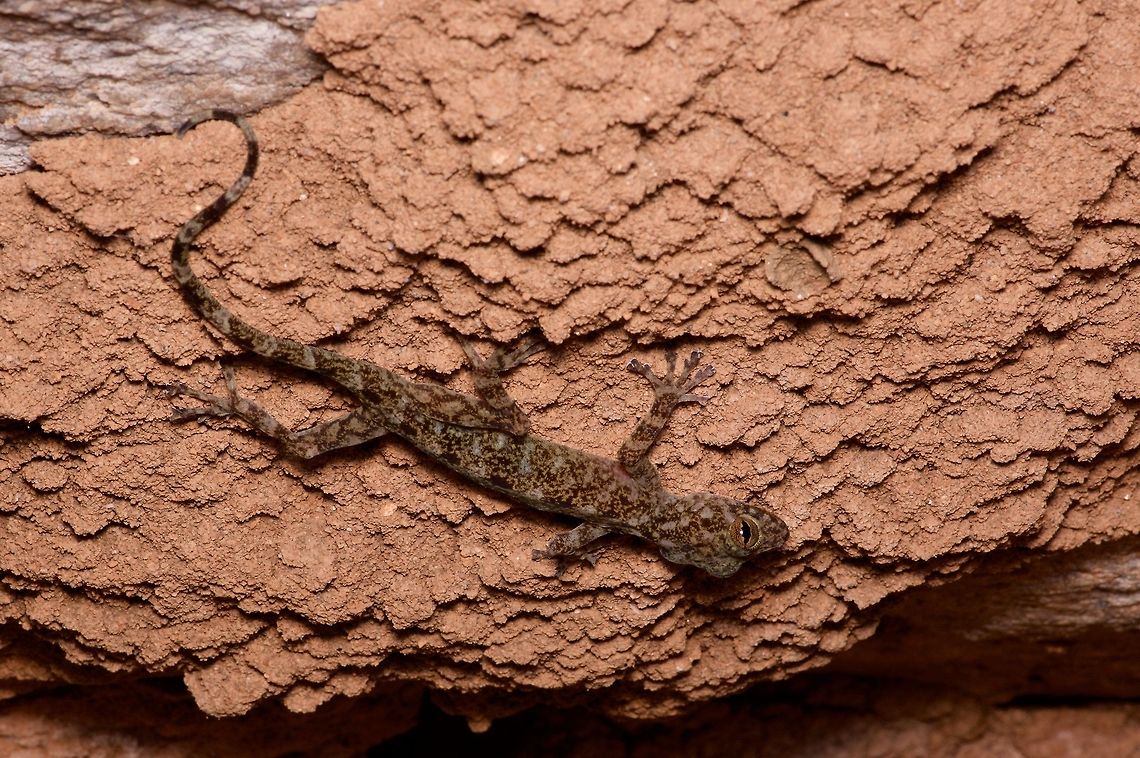 A Sri Lankan Golden Gecko hanging out in a cave My guide and I hiked a long way up to reach some caves that were used by Buddhist monks a long time ago. Now they are unused by people, but definitely used by geckos. Calodactylodes illingworthorum,Geotagged,Sri Lanka,Summer