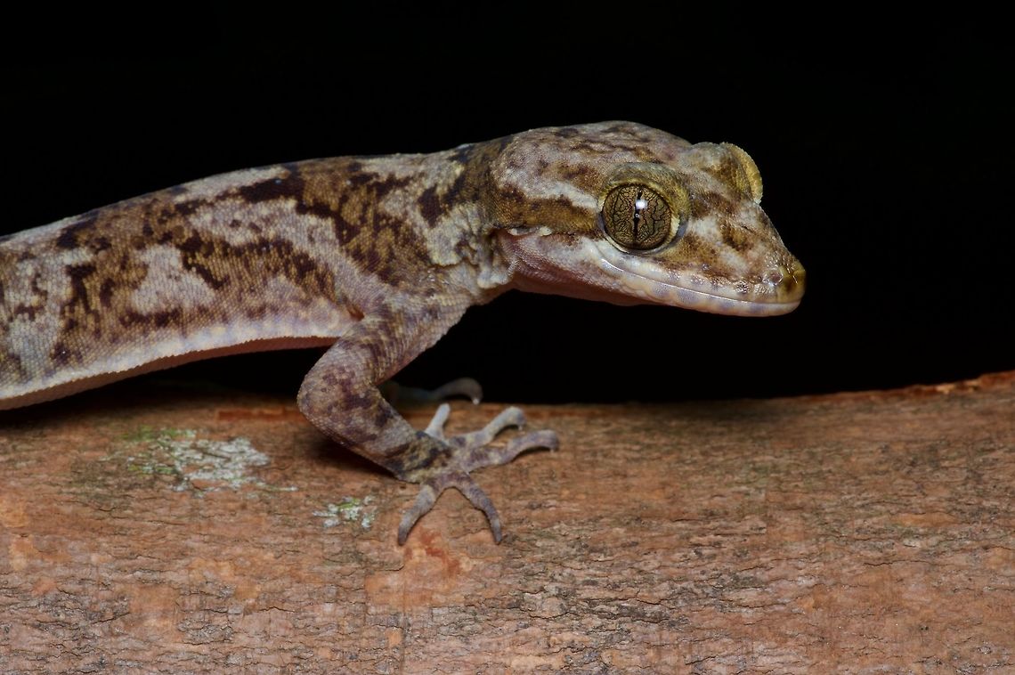 Close-up of a Knuckles Bent-toed Gecko First we hiked up a long trail to the top of some rocky cliffs, and peered over various death-defying precipices looking for this species. We found one and got medium-distance photos. Then we hiked back to our car, parked in the visitor center parking lot, and found this one on the wall of the visitor center. Cyrtodactylus soba,Geotagged,Sri Lanka,Summer,cyrtodactylus soba