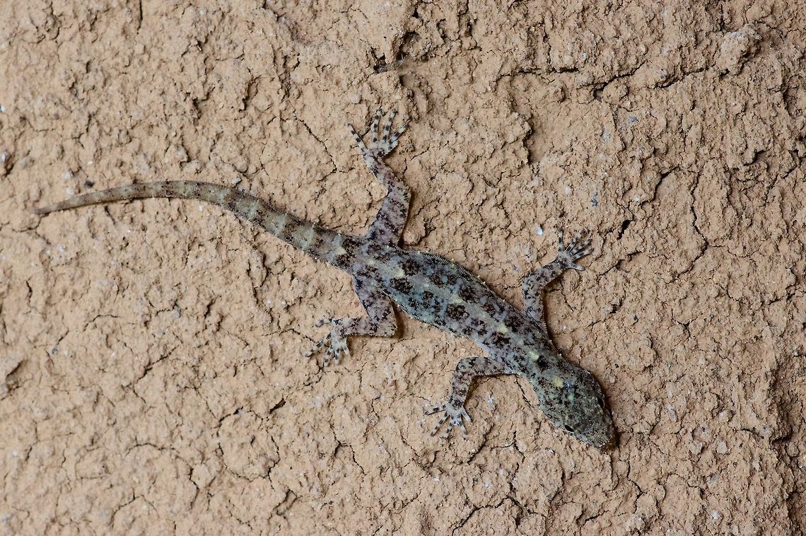 A Spotted Round-eyed Gecko that wants to be famous This is a fairly recently described species, known only from one small part of the Knuckles mountain range in central Sri Lanka. There are only a handful of photos online. This one decided to hang out on the wall of the small house/lodge that we stayed at for a couple of nights, and didn&#039;t mind having its picture taken. Cnemaspis punctata,Geotagged,Sri Lanka,Summer