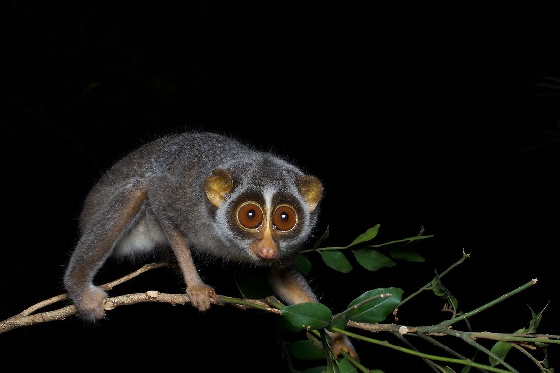 A Gray Slender Loris, cute as can be This is (sub)specifically Loris lydekkerianus grandis, the Highland Gray Slender Loris. We spotted the eyeshine on this little cutie, and our guide got it to climb onto a broken off branch about five feet long. From there we took a bunch of photos before letting it climb back onto its original branch. Geotagged,Gray slender loris,Loris lydekkerianus,Sri Lanka,Summer