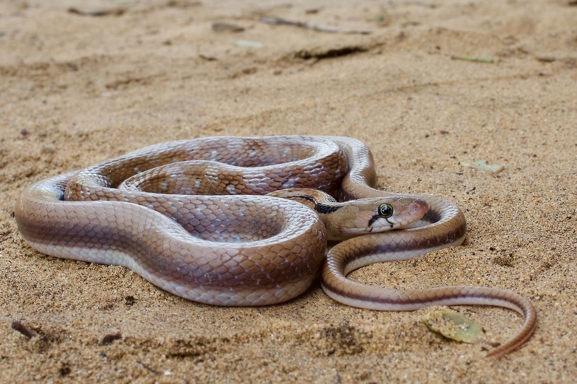 A coiled, cooperative Trinket Snake This attractive snake crossed the dirt road in front of us as we were driving to a nearby camp for dinner. My guide jumped out of the jeep and ran up to the snake, paused for a moment to ensure that it wasn't a cobra, then grabbed it. We kept it for a photo session the next morning, where it cooperatively assumed a variety of photogenic positions, before releasing it back at the spot where found. Coelognathus helena,Geotagged,Sri Lanka,Summer,Trinket snake