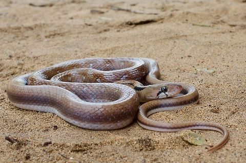 A coiled, cooperative Trinket Snake This attractive snake crossed the dirt road in front of us as we were driving to a nearby camp for dinner. My guide jumped out of the jeep and ran up to the snake, paused for a moment to ensure that it wasn't a cobra, then grabbed it. We kept it for a photo session the next morning, where it cooperatively assumed a variety of photogenic positions, before releasing it back at the spot where found. Coelognathus helena,Geotagged,Sri Lanka,Summer,Trinket snake