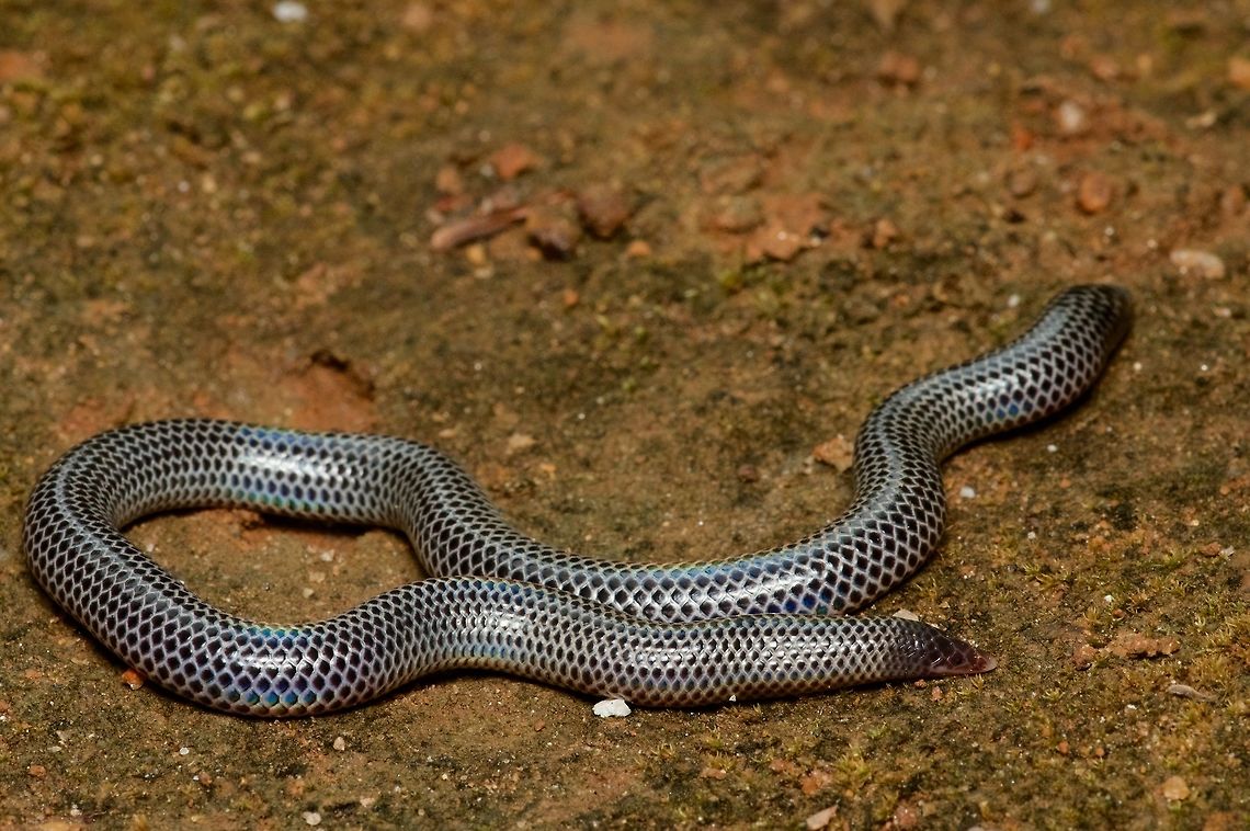 Cuvier's Earth Snake, unearthed These attractive and weird little snakes hide their beauty by spending most all of their time underground. We dug this one up. Geotagged,Rhinophis philippinus,Sri Lanka,Summer