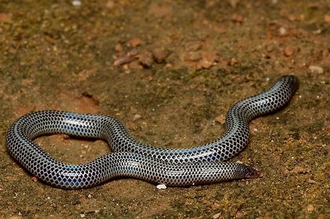 Cuvier's Earth Snake, unearthed These attractive and weird little snakes hide their beauty by spending most all of their time underground. We dug this one up. Geotagged,Rhinophis philippinus,Sri Lanka,Summer