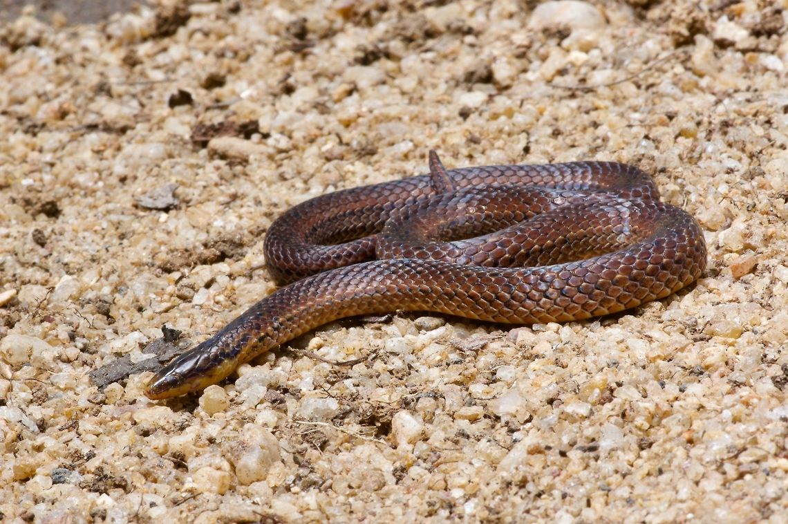 A (relatively) Common Rough-sided Snake We spent quite some time looking for this species, and eventually discovered it when a naturalist friend's wife turned over  a board in their home garden. Aspidura trachyprocta,Common rough-sided snake,Geotagged,Sri Lanka,Summer
