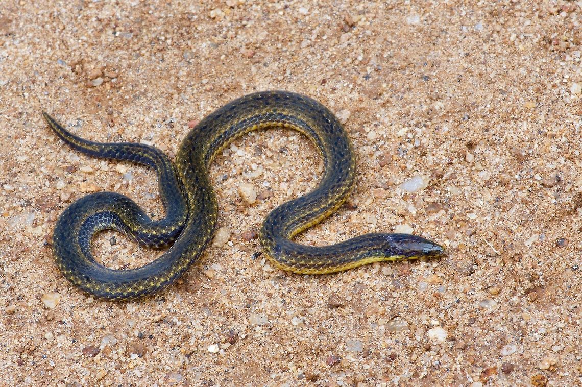 A De Silva's Rough-sided Snake posing above ground This species was only recently discovered, and described in early 2019. My guide in Sri Lanka had never seen one and spent several hours digging in the right area in hopes of finding one. Meanwhile, I wandered around looking for frogs, lizards, and bugs to photograph. I turned over a few rocks, finding a few beetles, a couple of millipedes, and, of course, this snake. My guide told me I am probably the first foreigner to ever see one (much less find one). Aspidura desilvai,Geotagged,Sri Lanka,Summer
