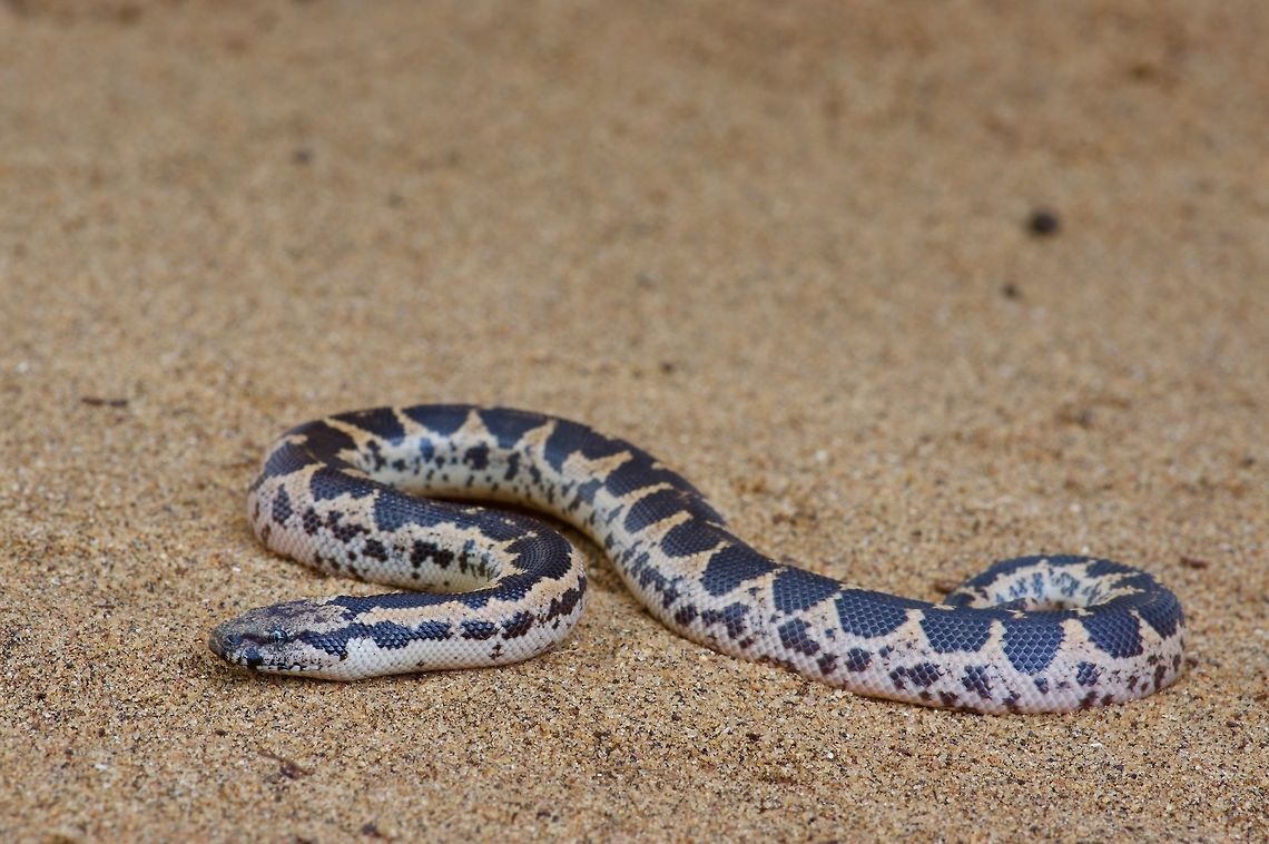 A pretty little Rough-sided Sand Boa This little cutie was only about six inches long. All it wanted to do was dig back into the sand, but it eventually decided that it would be OK for us to take a few photos first. Geotagged,Gongylophis conicus,Sri Lanka,Summer