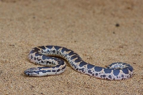A pretty little Rough-sided Sand Boa This little cutie was only about six inches long. All it wanted to do was dig back into the sand, but it eventually decided that it would be OK for us to take a few photos first. Geotagged,Gongylophis conicus,Sri Lanka,Summer
