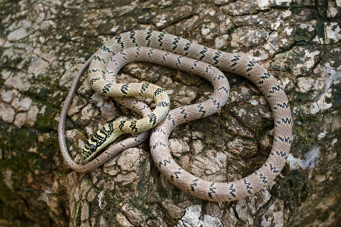 A Sri Lankan Flying Snake, resting between flights OK, they don't really fly, but they can glide quite well for a snake. Chrysopelea taprobanica,Geotagged,Sri Lanka,Sri Lankan flying snake,Summer