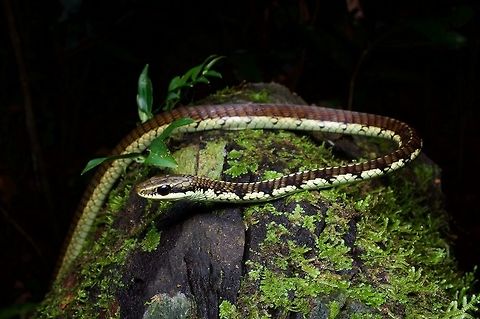 A Shokar's Bronzeback posing on a mossy log We found this arboreal snake resting at night up in some vegetation about head-high. They can move surprisingly quickly through the trees, but this one seemed perfectly content to pose for us for a few minutes after we interrupted its beauty sleep. Dendrelaphis schokari,Geotagged,Schokars bronzeback,Sri Lanka,Summer