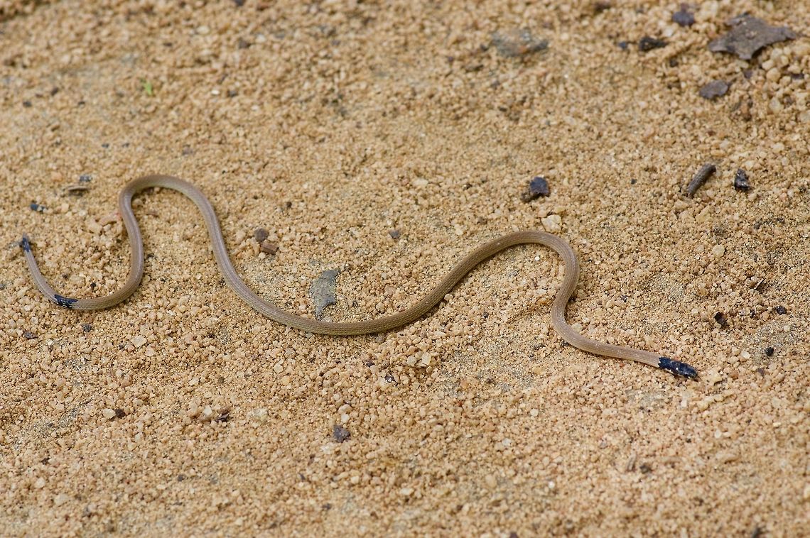 A very slender Sri Lanka Coral Snake Like all coral snakes, this is a species with dangerously toxic venom. However, this particular species is so small and thin that there&#039;s basically no chance that it could bite a human. At least, that&#039;s what my guide told me as he manipulated the little guy repeatedly to try to get it to sit still for a photo. Calliophis melanurus,Geotagged,Sri Lanka,Summer
