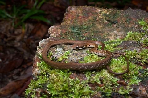 A young Striped Bronzeback keeps an eye on the camera You might (correctly) guess from the huge eyes that this snake is a diurnal predator with excellent vision. This is a little baby; adults are more stripey. Dendrelaphis caudolineolatus,Geotagged,Sri Lanka,Summer