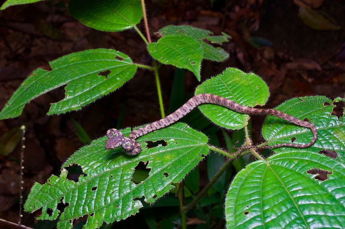 Tiny baby Barnes' Cat Snake ready for a fight A lot of the cat snakes will coil the front part of their bodies like this. I&#039;ve usually seen this as a defensive posture, though in this case the little (between 4 and 5 inches long) snake was already in this position when I first saw it. Maybe it saw me before I saw it though. Boiga barnesii,Geotagged,Sri Lanka,Summer