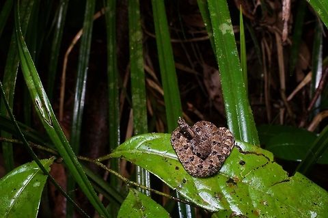 A baby Zara's Hump-nosed Viper coiled on a rainforest leaf Like the other Hypnale species, Hypnale zara spends most of its time in the leaf litter, but will sometimes climb a meter or so off the ground. That's about how high this tiny one was. Geotagged,Hypnale zara,Sri Lanka,Summer