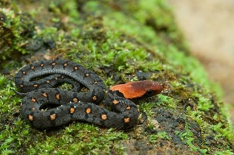 Sri Lanka Blossom Krait