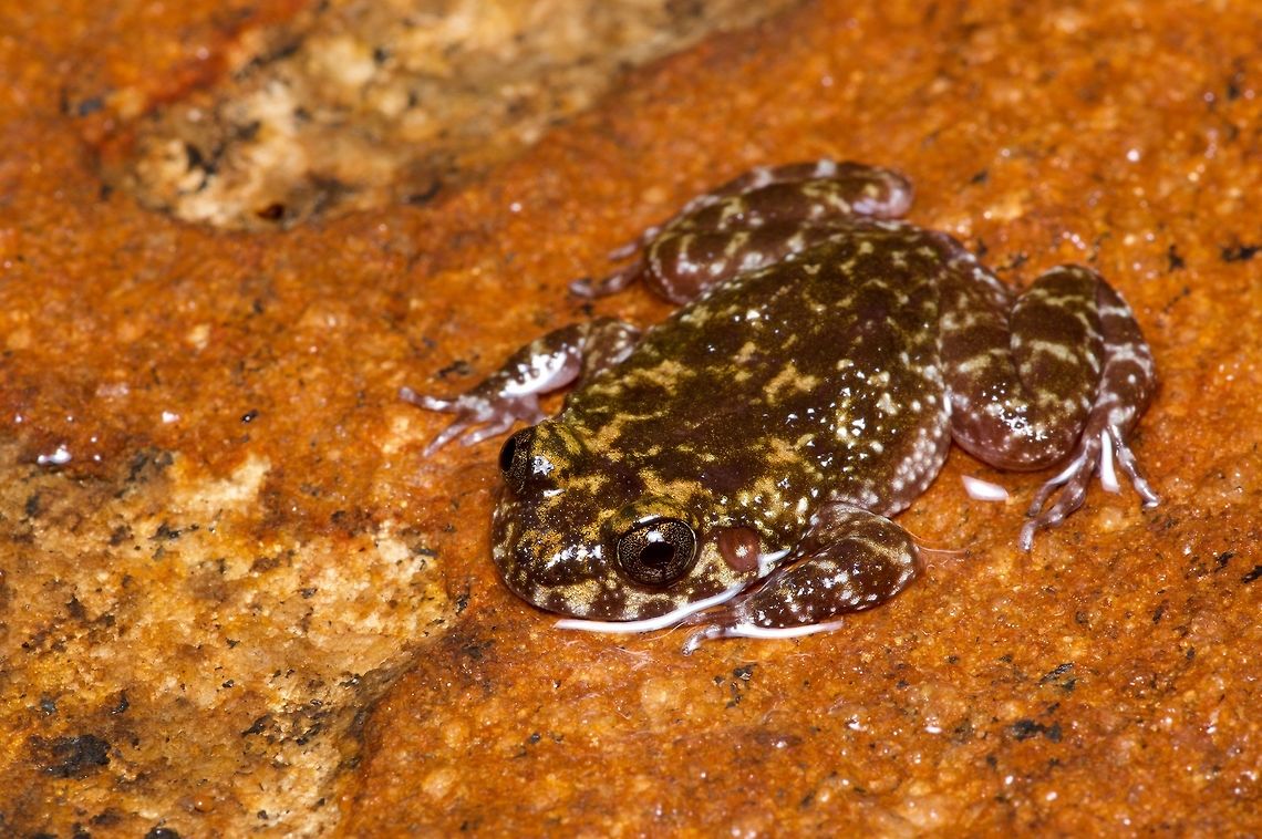 A rare and very flat Kirtisinghe's Rock Frog This frog hangs out in thin crevices between slabs of rock. It&#039;s known only from the Knuckles Mountain Range in central Sri Lanka, and is one of the poster animals for &quot;point endemics&quot; of the area (species endemic to a very small area). Geotagged,Nannophrys marmorata,Sri Lanka,Summer