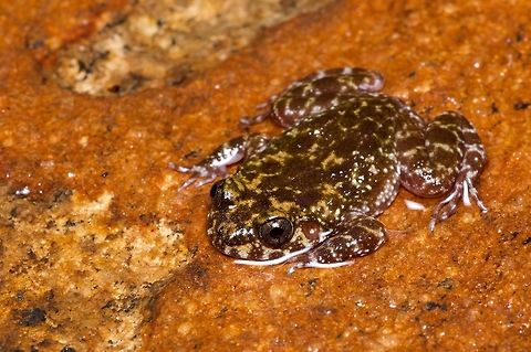 Kirtisinghe's Rock Frog
