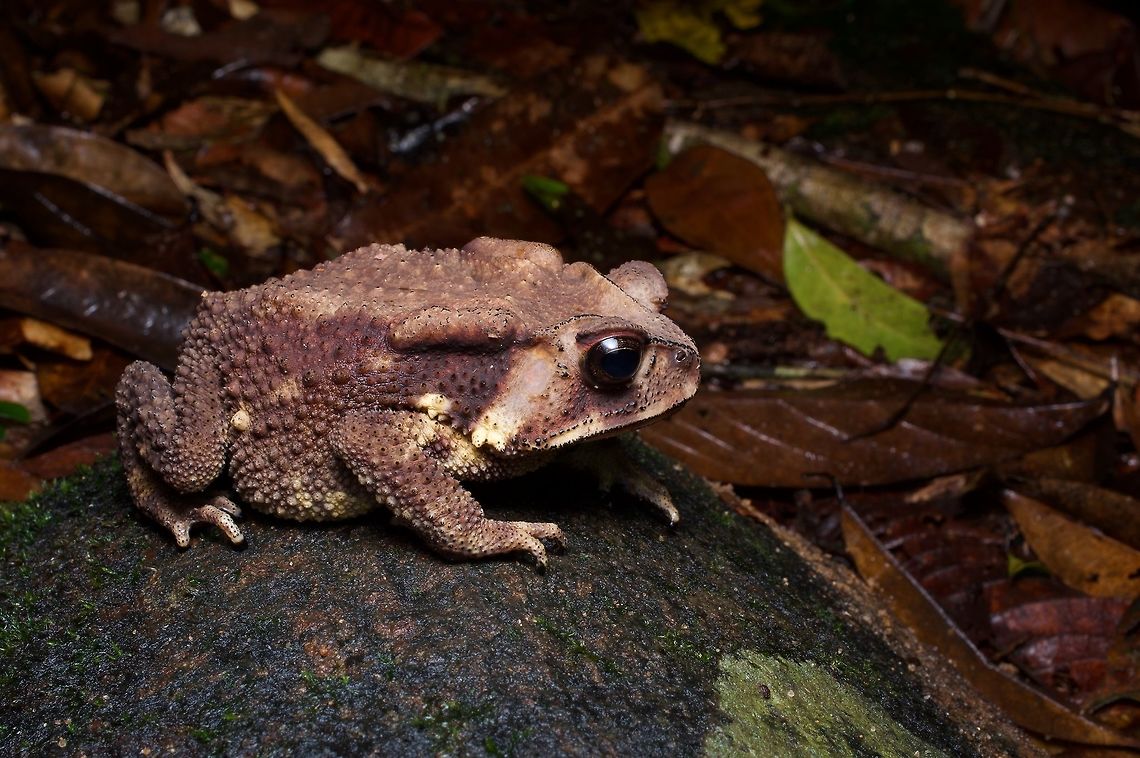 A fat and happy Noellert's Toad in a Sri Lanka rainforest I suppose all it takes to make a toad happy is to be fat. Duttaphrynus noellerti,Geotagged,Sri Lanka,Summer