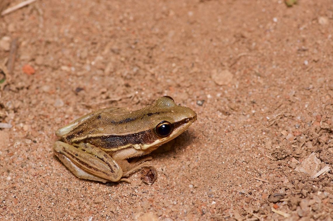 A Sri Lanka Wood Frog in the sand I believe Hydrophylax gracilis is a more modern name for this species, but I used the Wikipedia name so the details would fill in automatically. I'm so lazy! Geotagged,Gravenhorsts frog,Hylarana gracilis,Sri Lanka,Summer