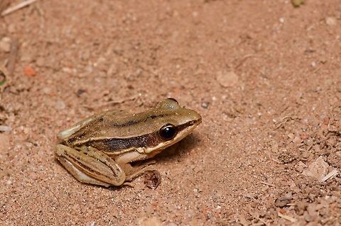 A Sri Lanka Wood Frog in the sand I believe Hydrophylax gracilis is a more modern name for this species, but I used the Wikipedia name so the details would fill in automatically. I'm so lazy! Geotagged,Gravenhorsts frog,Hylarana gracilis,Sri Lanka,Summer