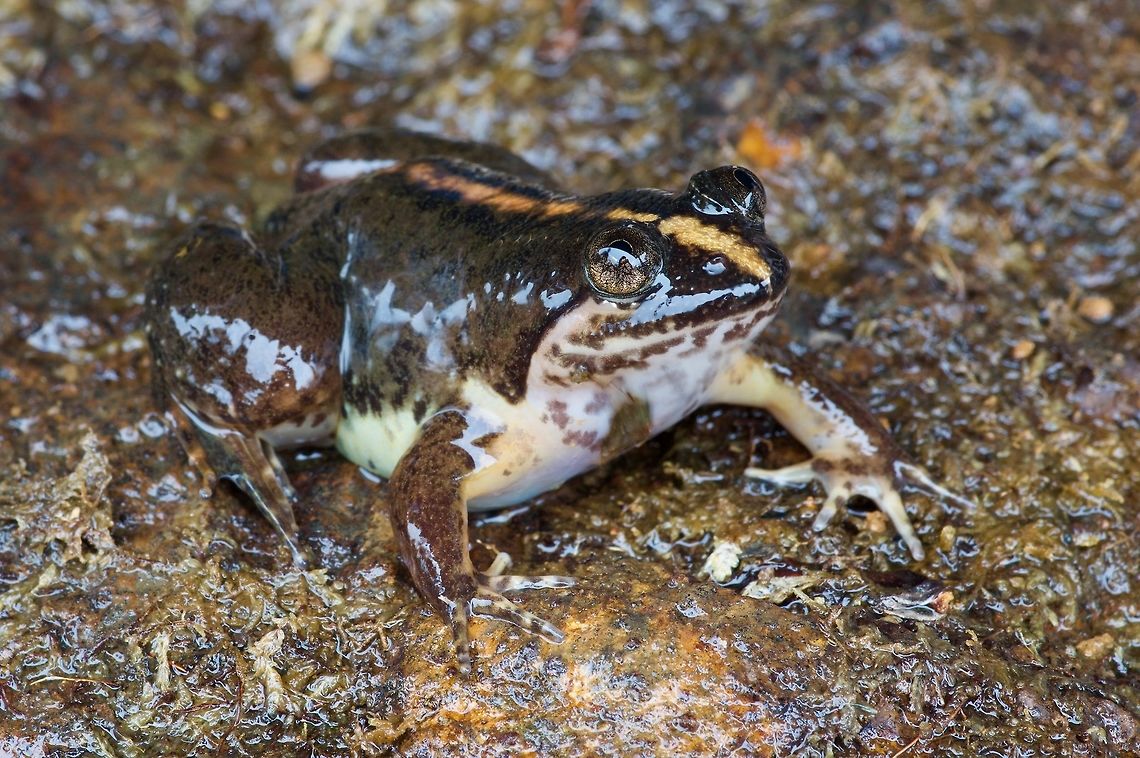 Who you calling corrugated, huh? These mostly aquatic frogs are called Corrugated Water Frogs because of their wrinkly skin. But this isn&#039;t evident in all individuals. This one looks quite smooth. Note the eyes that are nearly on top of the head, to better see you with when the frog is floating in the water. Geotagged,Lankanectes corrugatus,Sri Lanka,Summer