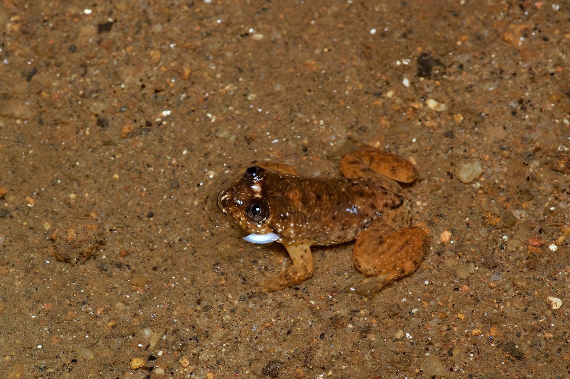 A young water frog (Lankanectes pera) in the shallows This species was only described in 2018, and apparently nobody has gotten around to inventing a common English name for it yet. Geotagged,Lankanectes pera,Sri Lanka,Summer