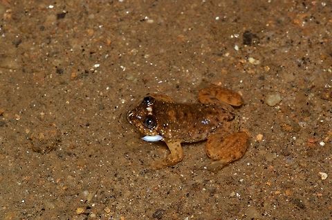 A young water frog (Lankanectes pera) in the shallows This species was only described in 2018, and apparently nobody has gotten around to inventing a common English name for it yet. Geotagged,Lankanectes pera,Sri Lanka,Summer