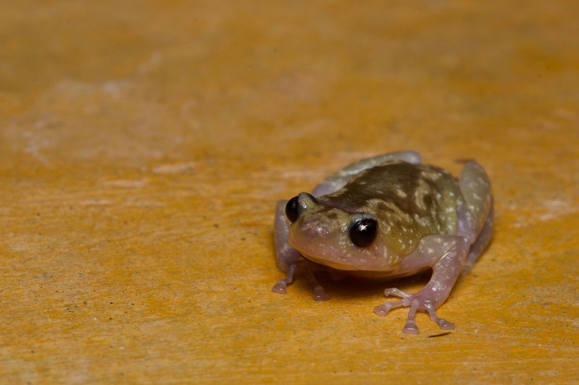 Rohan's Globular Frog, the cutest of my outdoor-shower visitors Other not-quite-as-cute visitors included Indian Tree Frogs (Polypedates maculatus), moths, beetles, and a house centipede. Geotagged,Rohan's Globular Frog,Sri Lanka,Summer,Uperodon rohani