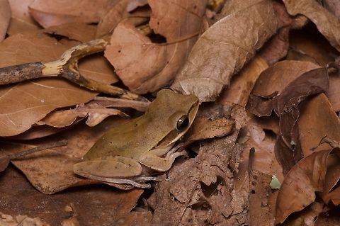 Tree frog in the leaf litter, perhaps confused This is probably the most widespread and common frog in Sri Lanka. Mostly I saw them on the walls of houses and lodges and outdoor bathrooms, but occasionally there was one in the actual forest. Geotagged,Himalayan tree frog,Polypedates maculatus,Sri Lanka,Summer
