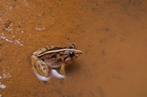 A Mountain Paddy Field Frog in the lowlands, not in a paddy or a field Despite being so contradictory, it's still a fine-looking frog. Geotagged,Minervarya kirtisinghei,Mountain Paddy Field Frog,Sri Lanka,Summer