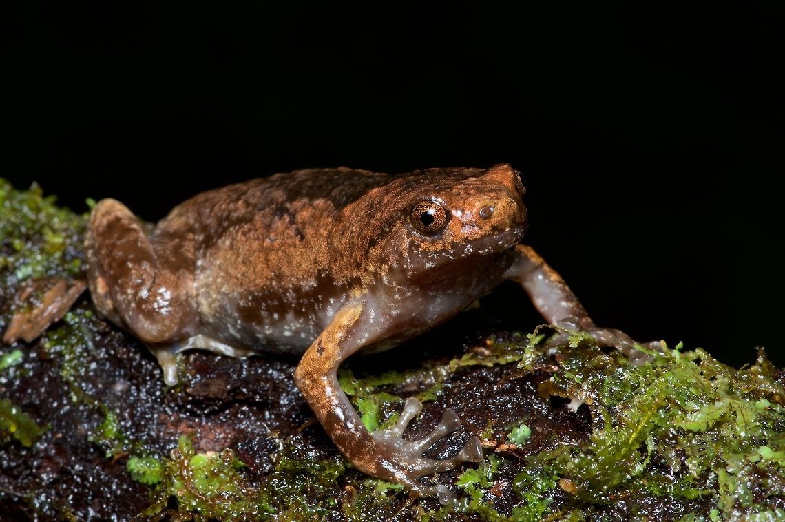 A Grey-brown Pug-snouted Frog pondering its English name &quot;Well, I do have some grey. And a lot of brown. And my nose is a little flat. So maybe it&#039;s OK?&quot; Geotagged,Sri Lanka,Summer,Uperodon obscurus