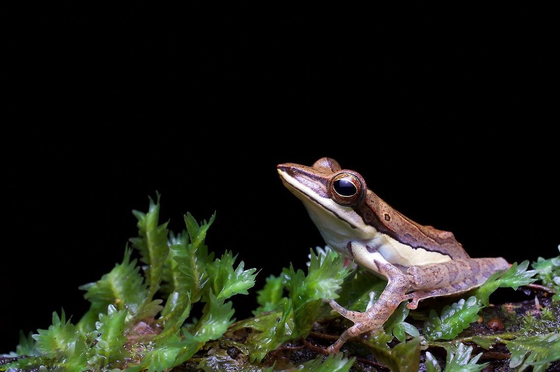 A Rakwana Whipping Frog on wet vegetation This is the most localized and recently-described of the three Taruga species. It's known only from one small forest. Geotagged,Sri Lanka,Summer,Taruga fastigo