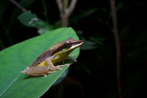 A colorful and pointy Saddled Tree Frog This is the highest-elevation of the three Taruga species. Geotagged,Sri Lanka,Summer,Taruga eques,taruga eques
