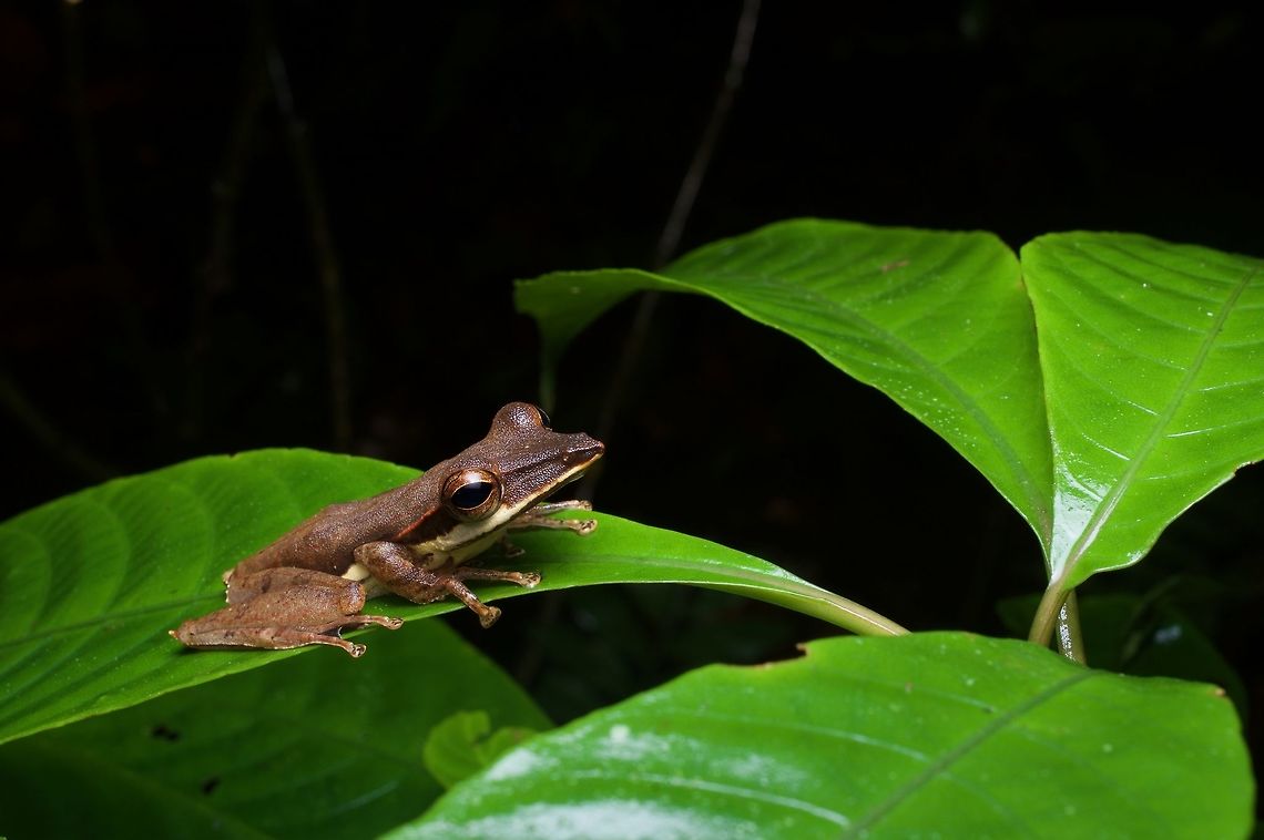 A Sharp-snout Saddled Tree Frog perched on a leaf This is the lowland and most widespread of the three Taruga species, all endemic to Sri Lanka. I was lucky to see all three. Geotagged,Sri Lanka,Summer,Taruga longinasus,taruga longinasus