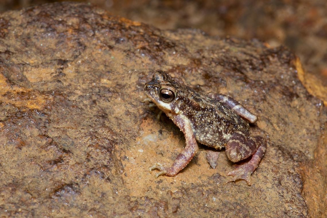 A Kelaart's Dwarf Toad (Adenomus kelaartii) standing proud These guys have rather long legs for toads. Adenomus kelaartii,Geotagged,Sri Lanka,Summer