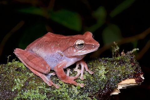 A Reticulate Shrub Frog (Pseudophilautus reticulatus) from southern Sri Lanka Sri Lanka has something like 75 species of Pseudophilautus frogs, and this one has the honor of being the biggest. Still only a "pretty big" frog though; most Pseudophilautus frogs are small to very small. Geotagged,Pseudophilautus reticulatus,Sri Lanka,Summer