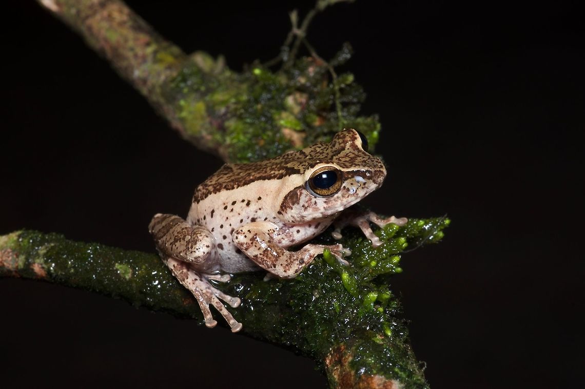 A Knuckles Shrub Frog (Pseudophilautus fulvus) on a wet branch There are probably at least three dozen Pseudophilautus species in Sri Lanka that are small and brown with subtle patterns. This one is medium-sized with a distinctive pattern, making it one of the easier species to identify. Geotagged,Pseudophilautus fulvus,Sri Lanka,Summer