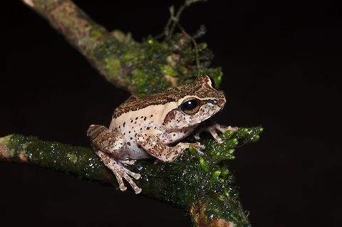 A Knuckles Shrub Frog (Pseudophilautus fulvus) on a wet branch There are probably at least three dozen Pseudophilautus species in Sri Lanka that are small and brown with subtle patterns. This one is medium-sized with a distinctive pattern, making it one of the easier species to identify. Geotagged,Pseudophilautus fulvus,Sri Lanka,Summer