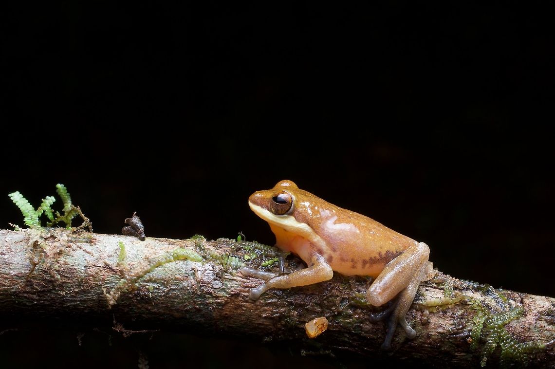An Anthropogenic Shrub Frog (Pseudophilautus hoipolloi) I love this name. In the paper that described this species, the etymology is given as follows: &quot;The species name is a reference to the Greek for &lsquo;the many&rsquo; (applied here as a noun in apposition), now slang for &lsquo;the common people&rsquo; &mdash; an allusion to the exclusively synanthropic distribution of this species.&quot; Geotagged,Pseudophilautus hoipolloi,Sri Lanka,Summer,pseudophilautus hoipolloi