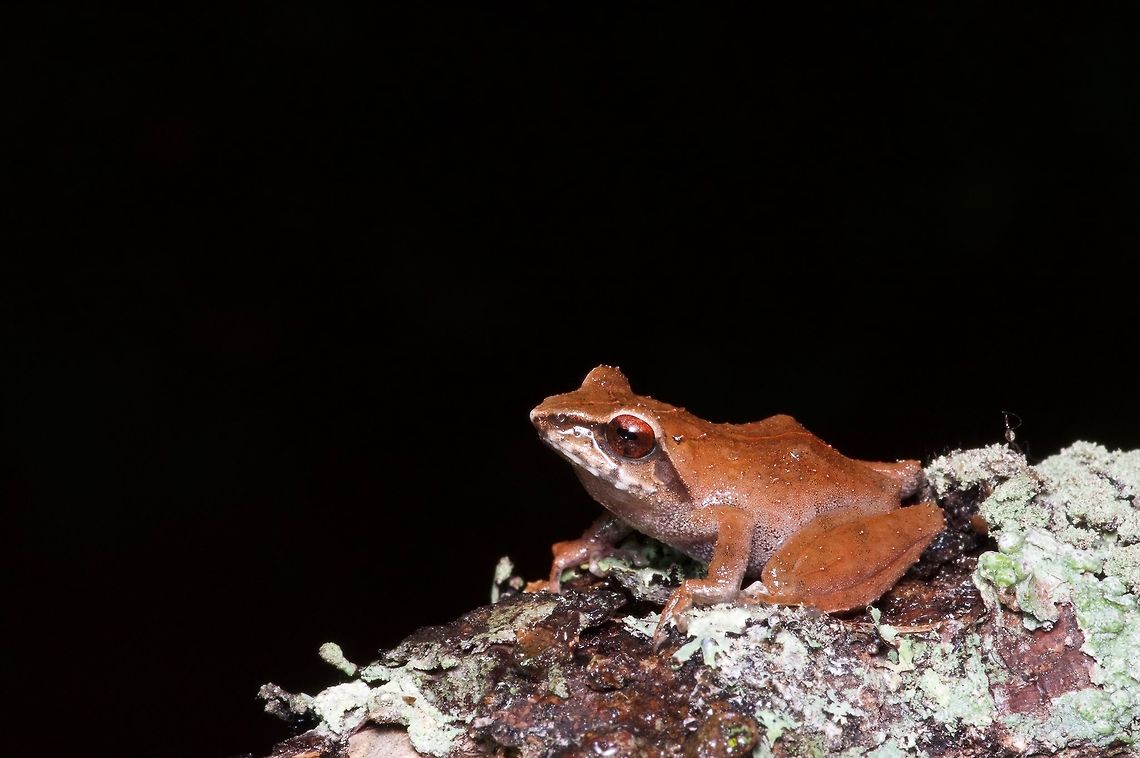 A Horton Plains Shrub Frog I learned a new word today reading the description of this frog: &quot;Dorsal surface of body with horn-like spinules.&quot; You can definitely see the spinules on this frog&#039;s dorsal surface! (See, teacher, I used it in a sentence!) Geotagged,Pseudophilautus alto,Sri Lanka,Summer
