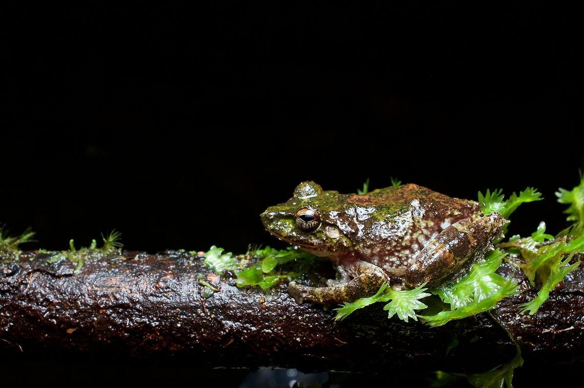A Hollow-snouted Shrub Frog after a rainstorm One of your mossier-looking of the dozens and dozens of Pseudophilautus species in Sri Lanka. Geotagged,Pseudophilautus cavirostris,Sri Lanka,Summer,pseudophilautus cavirostris