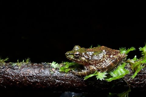 A Hollow-snouted Shrub Frog after a rainstorm One of your mossier-looking of the dozens and dozens of Pseudophilautus species in Sri Lanka. Geotagged,Pseudophilautus cavirostris,Sri Lanka,Summer,pseudophilautus cavirostris
