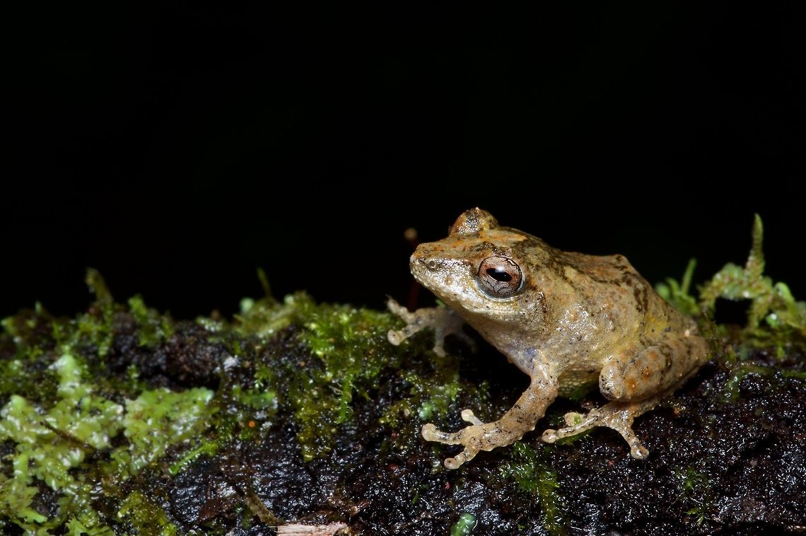 An Elegant Shrub Frog looking ... elegant? The original description of this species says: &quot;The species-name decoris is Latin for &lsquo;adorned, elegant, beautiful&rsquo;: an allusion to the elaborate dermal ornamentation in this species.&quot; Geotagged,Pseudophilautus decoris,Sri Lanka,Summer