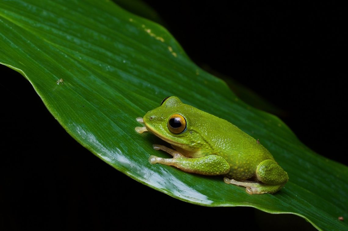 A Golden-eyed Shrub Frog looking oh so green Every cloud forest and rainforest that we visited in Sri Lanka had at least one species of green Pseudophilautus, more often two. They were all beautiful. Geotagged,Pseudophilautus ocularis,Sri Lanka,Summer